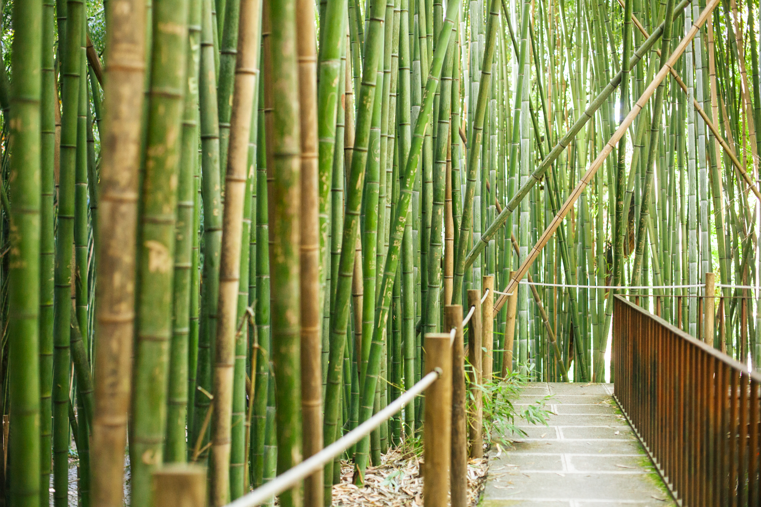 botanic-gardens-09